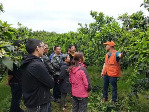 蒲江縣有家合作社獲評(píng)全國(guó)星級(jí)農(nóng)業(yè)科技社會(huì)化服務(wù)組織,快來(lái)看看