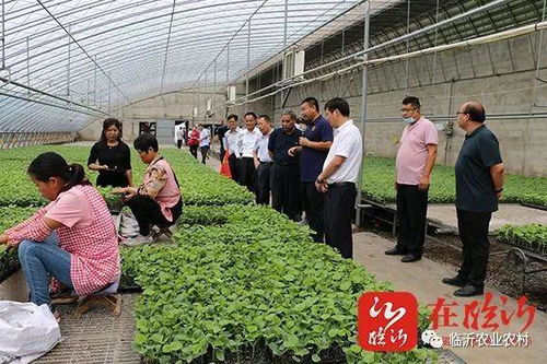 創(chuàng)新農(nóng)業(yè)科技服務(wù) 助力沂蒙鄉(xiāng)村振興 市農(nóng)科院 學(xué)悟見創(chuàng) 暨科技示范基地現(xiàn)場觀摩會活動舉行