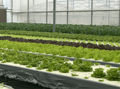 科技賦能聚力糧食安全 農業硅谷綻放新&ldquo;豐&rdquo;景