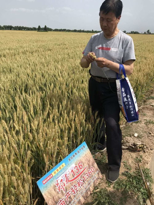 楊凌國(guó)瑞農(nóng)業(yè)科技公司繁育的小麥良種喜獲豐收