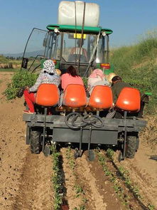 甘肅藥材移栽機(jī)批發(fā) 山東品牌好的移栽機(jī)供應(yīng) 青州英志農(nóng)業(yè)科技