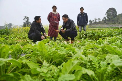 重慶農(nóng)科院 2023年科技成果發(fā)布會(huì) 見證農(nóng)業(yè)科技 重慶制造 發(fā)展成就