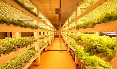 現代農業科技無土栽培模式有哪些?基質無土栽培、工廠化葉菜水培.