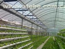 【供應(yīng)圣騎士F1蘆筍種子價格】圣騎士F1蘆筍種子,價格,廠家,供應(yīng)商,其他農(nóng)業(yè),曹縣華東蘆筍科技服務(wù) - 產(chǎn)品庫 - 阿土伯交易網(wǎng)