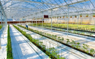 溫州瑞安現(xiàn)代農(nóng)業(yè)產(chǎn)業(yè)園通過國(guó)家級(jí)認(rèn)定