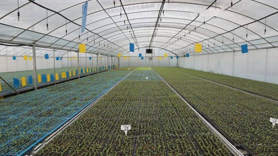 修文:工廠化集約育苗奏響"春耕曲"