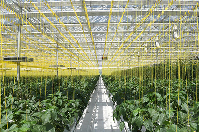 探索北方旱作農(nóng)業(yè)提質增效路徑 山西農(nóng)谷中博會上亮出成績單