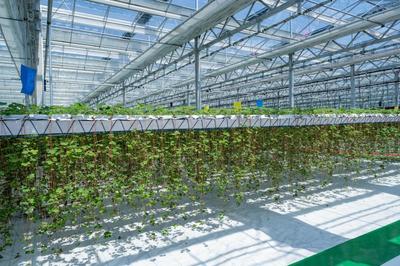 平湖農(nóng)開(kāi):新一批農(nóng)業(yè)產(chǎn)業(yè)項(xiàng)目集中竣工,美麗城鎮(zhèn)再添&ldquo;產(chǎn)業(yè)美&rdquo;