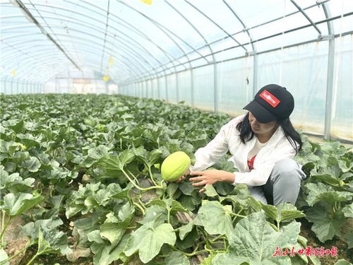 線上線下齊結果 農民市民兩頭甜 皋蘭縣創新農產品銷售模式助脫貧