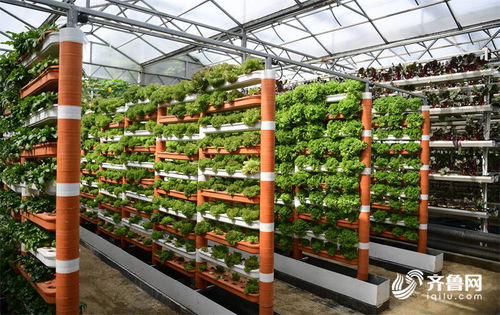 科技為農(nóng)業(yè)插上騰飛的翅膀——高端智庫看山東菜博會新技術(shù)與新品種百花齊放