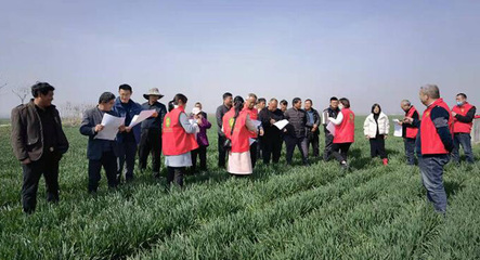 冬小麥“科技?jí)衙纭睂?zhuān)項(xiàng)行動(dòng) 科技賦能穩(wěn)產(chǎn)增收