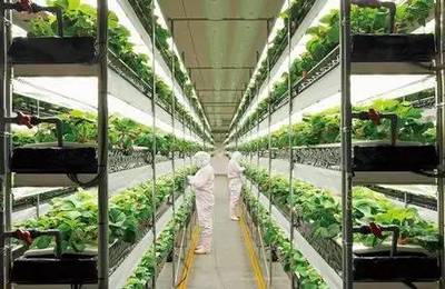 小小靚科技 | 告別陽(yáng)光與土壤 植物工廠(chǎng)如何顛覆傳統(tǒng)農(nóng)業(yè)