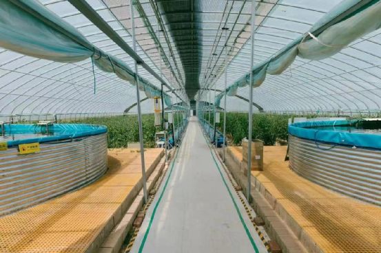 農(nóng)政齊民 以魚(yú)菜共生智慧工廠(chǎng)，書(shū)寫(xiě)城市菜籃子保供新篇章